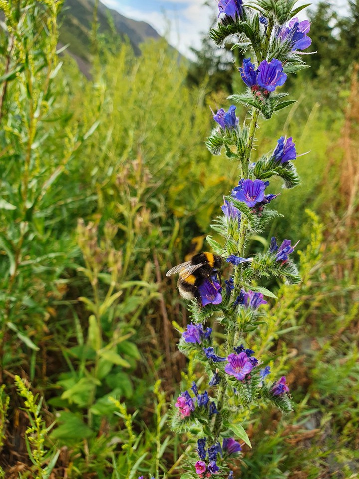 bzzzz