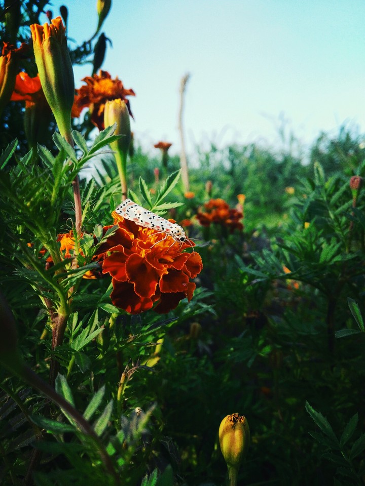 #nature#butterfly