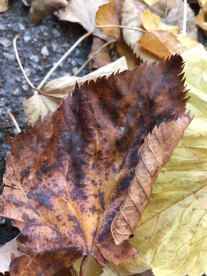 leaf life