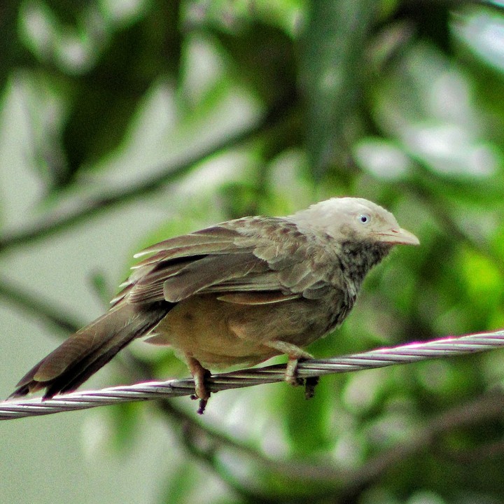 jungle babler