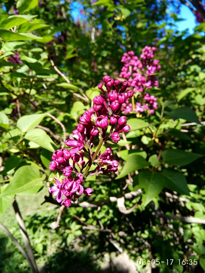 сирень