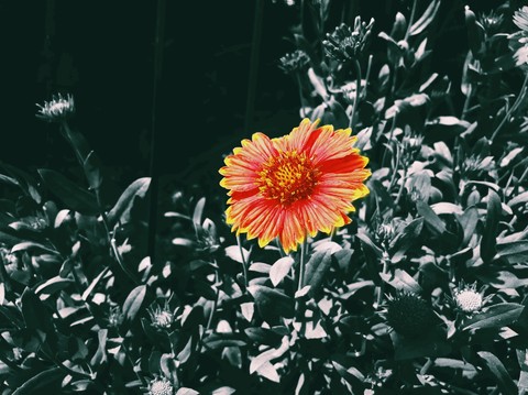 flowra