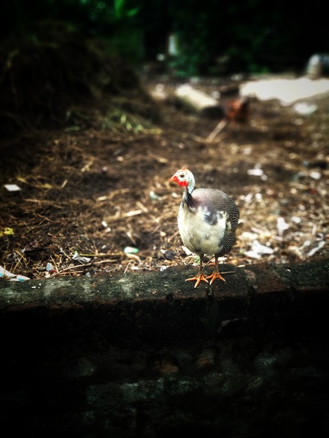 hen