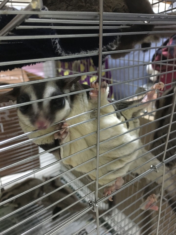 sugar glider 蜜袋鼯