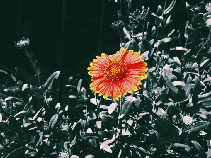 flowra