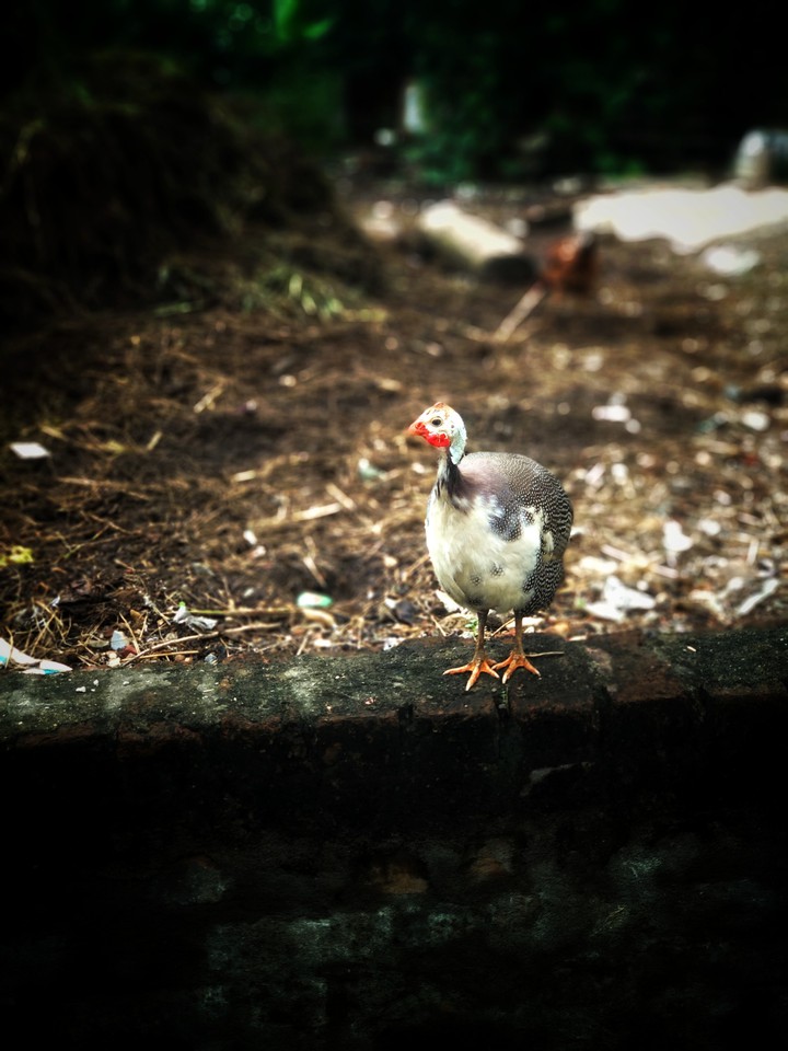 hen