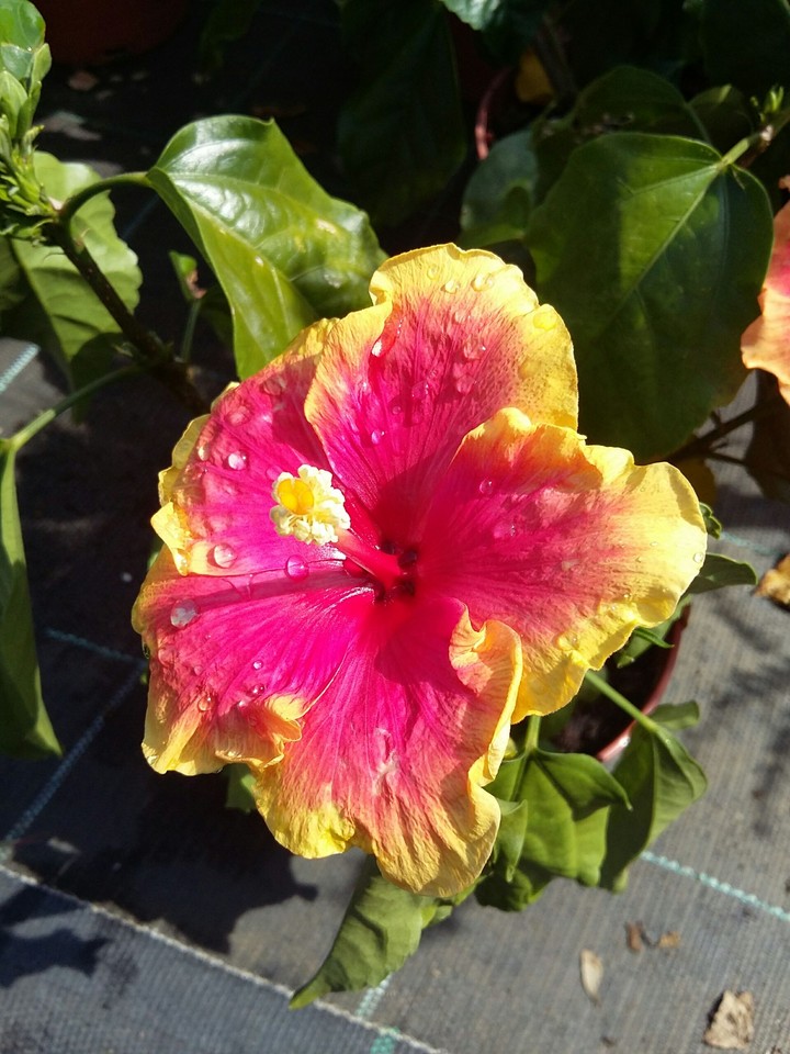 Hibiscus Flower
