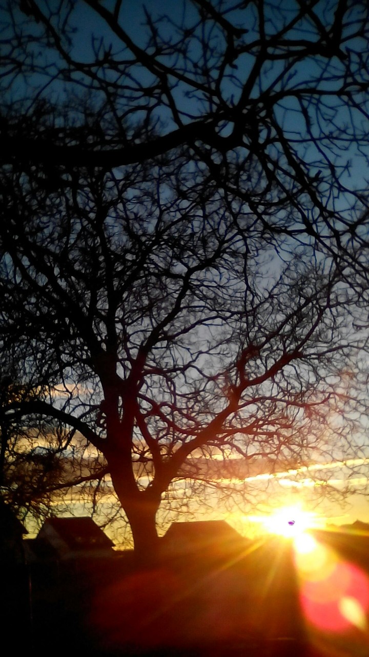 sun and tree
