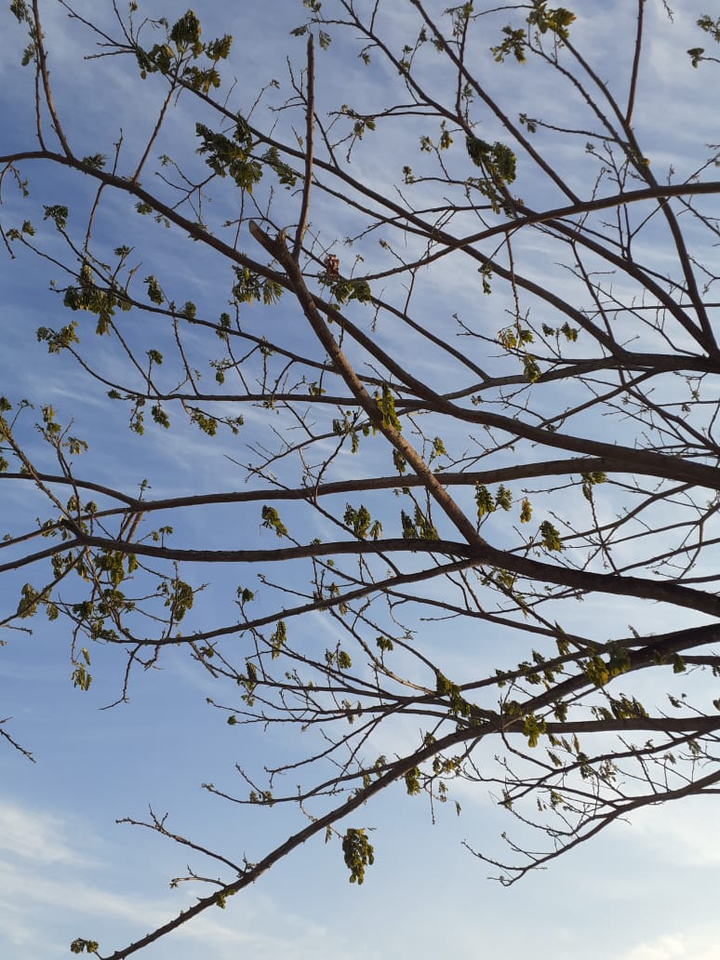 tree