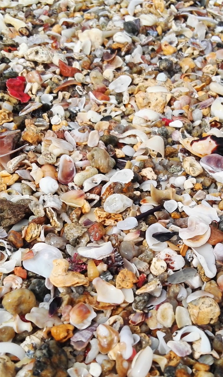 Sea shells