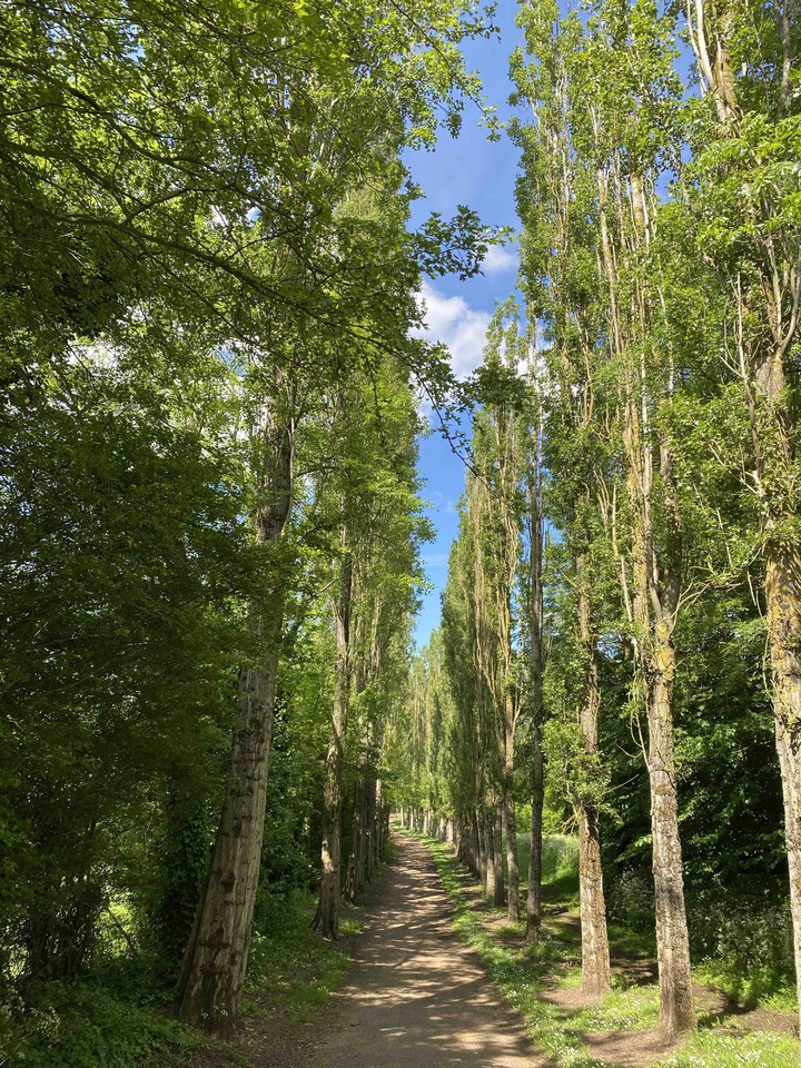 forest