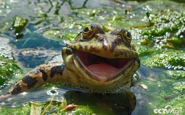 laughing right