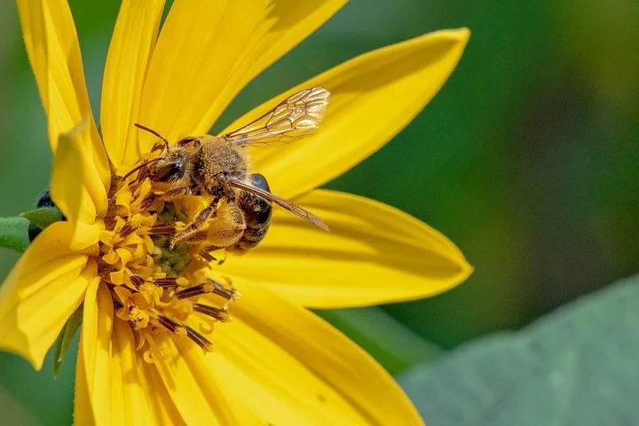 pollination