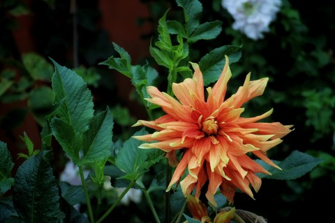 Unknown name