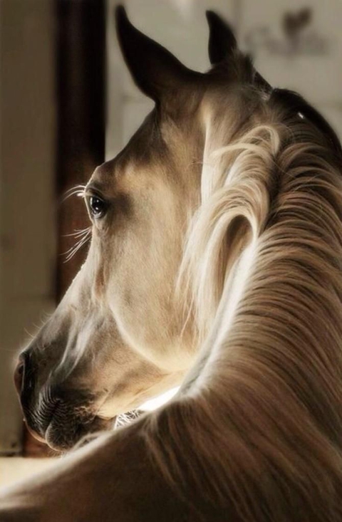 tapety mammal, snout