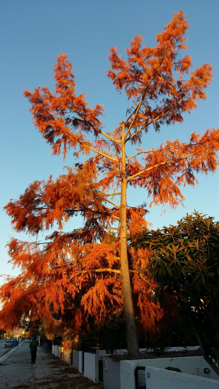 Autumn Tree