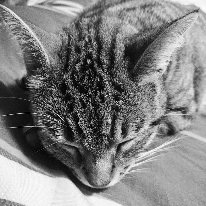 Beautiful cat !