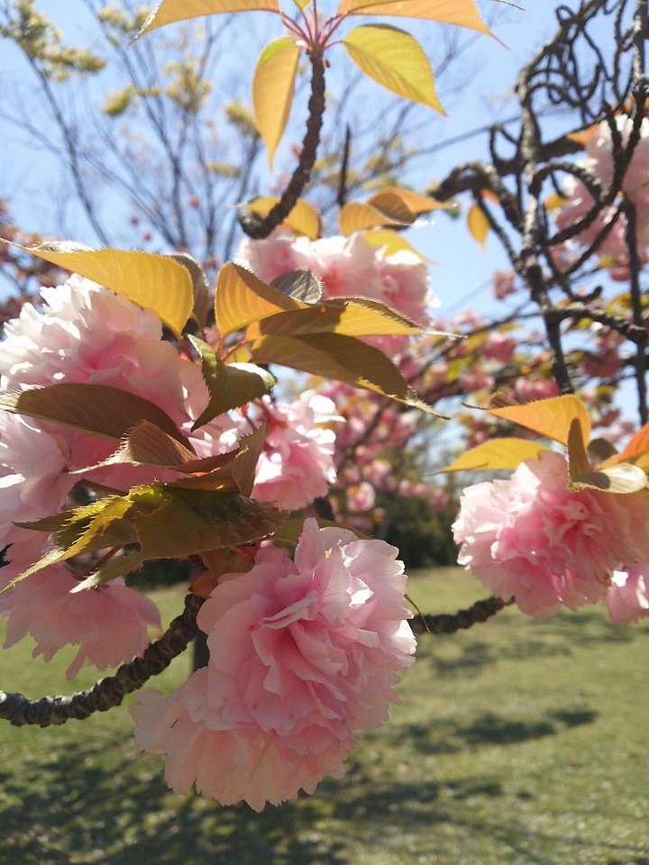 八重桜