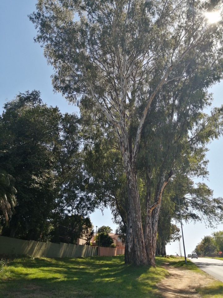 big tree