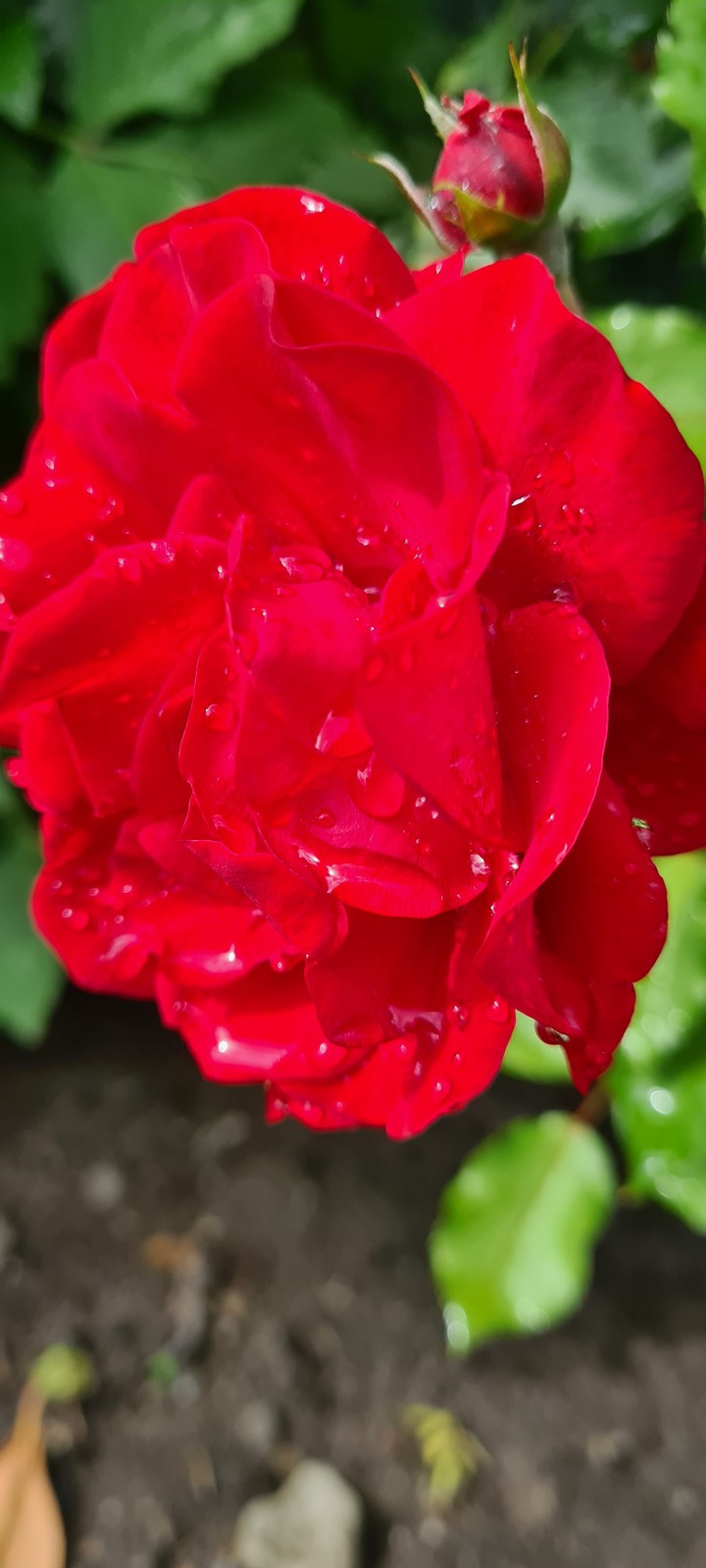 rose