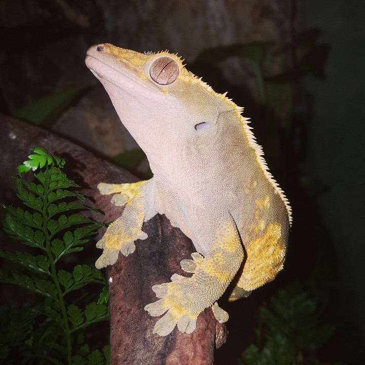 Mon petit Monstre, Miod