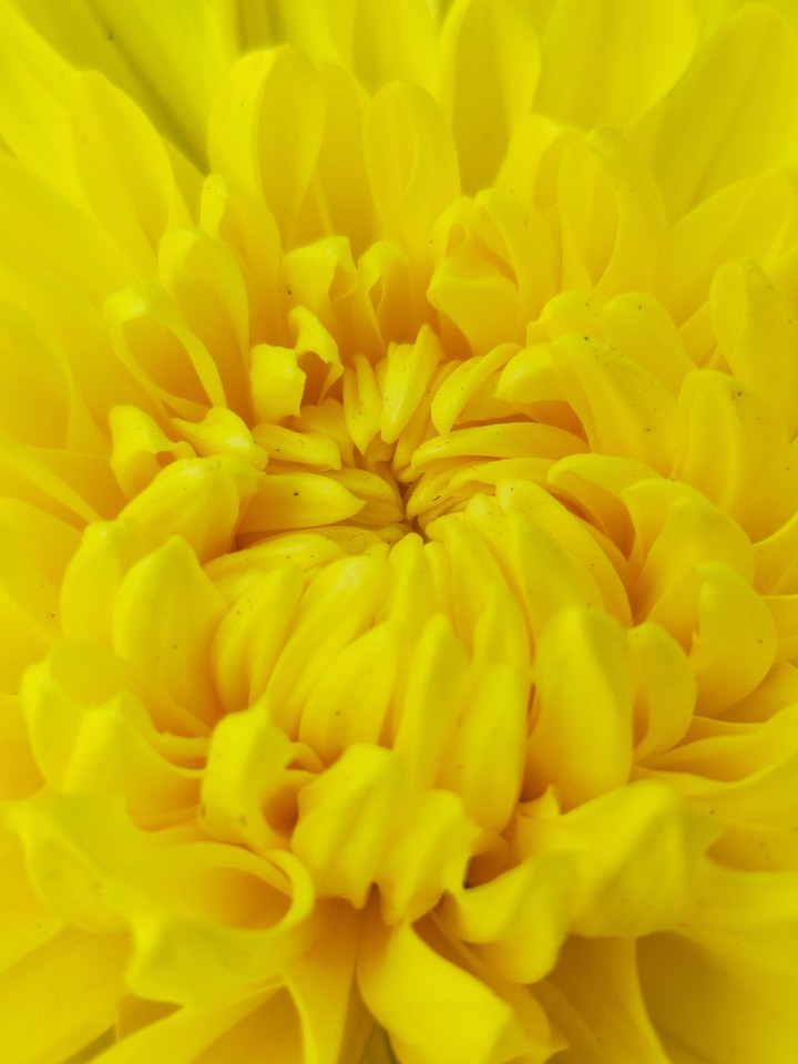 daisy