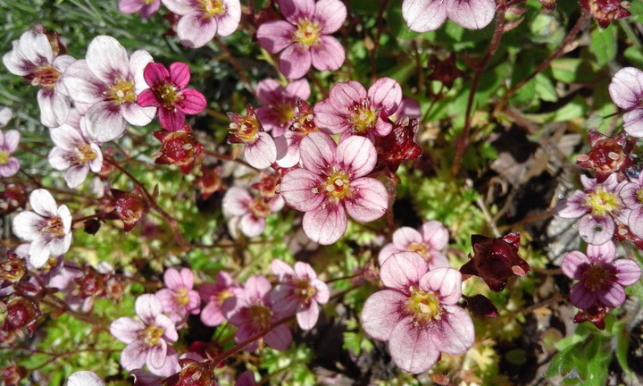 Pink florets
