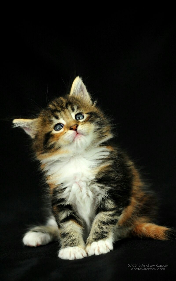 Cute Cat