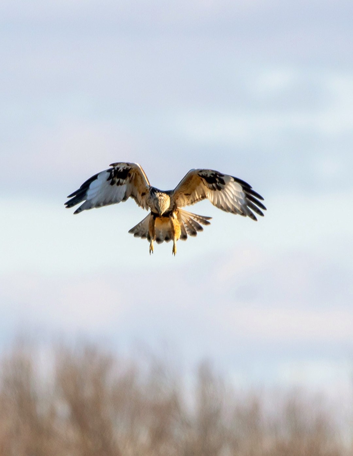 #Hawk