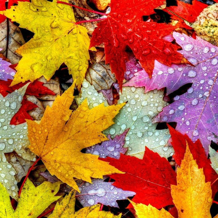 colourful Leaves