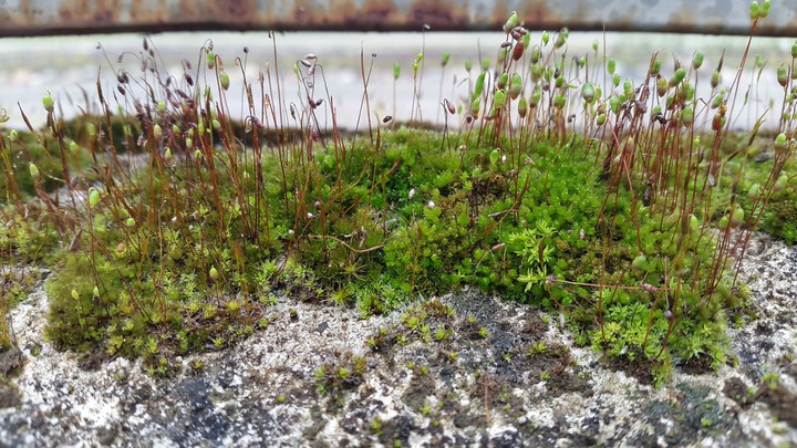 PRIMAL PLANTS