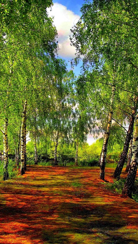 sfondi sky, botany