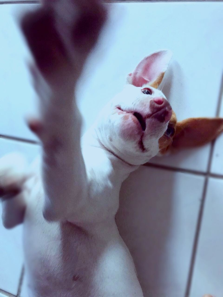 pipoca