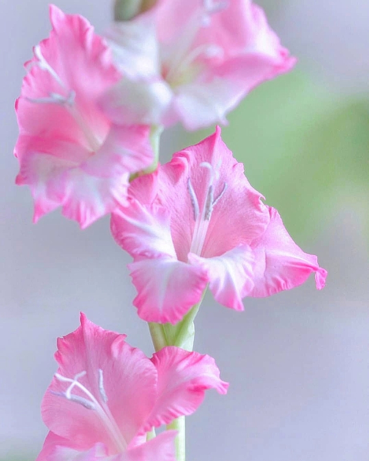 gladiola