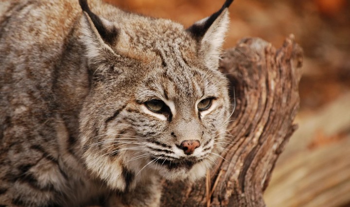 Red Lynx