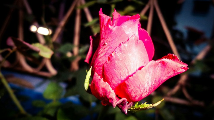 Beauty of Rose