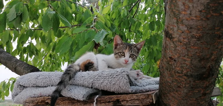 yavru kedi