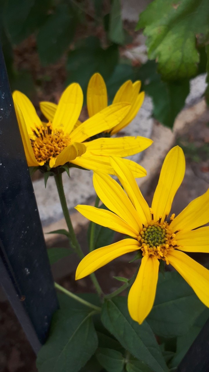 yellow flower