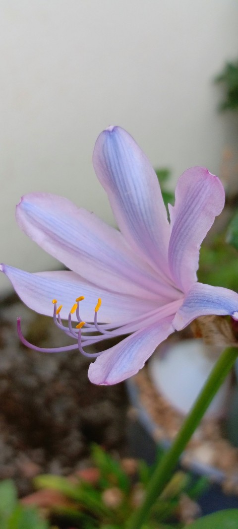 flower, wildflower háttérképek
