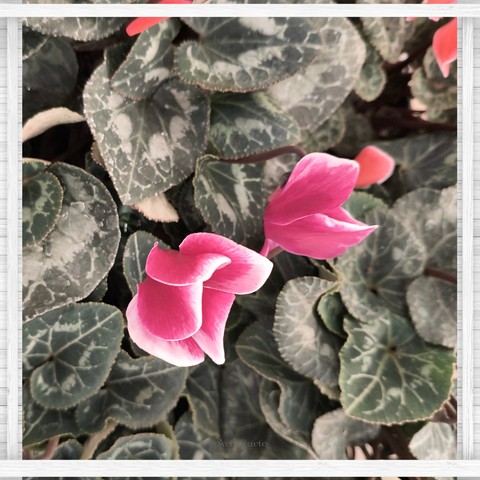 тапети geraniums, poster