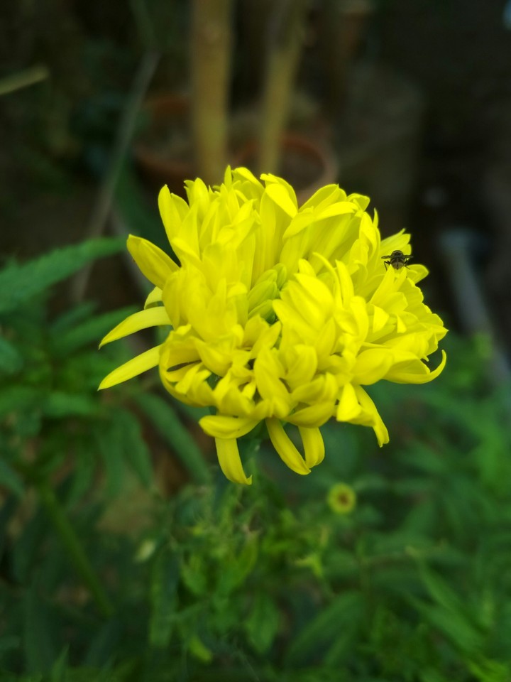 marigold flower...