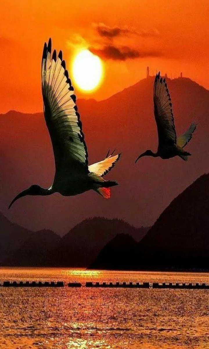birds