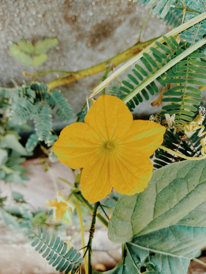 flower