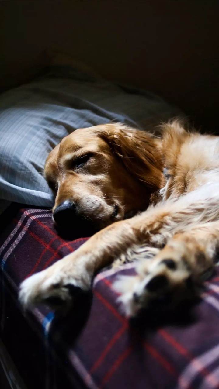 dog 