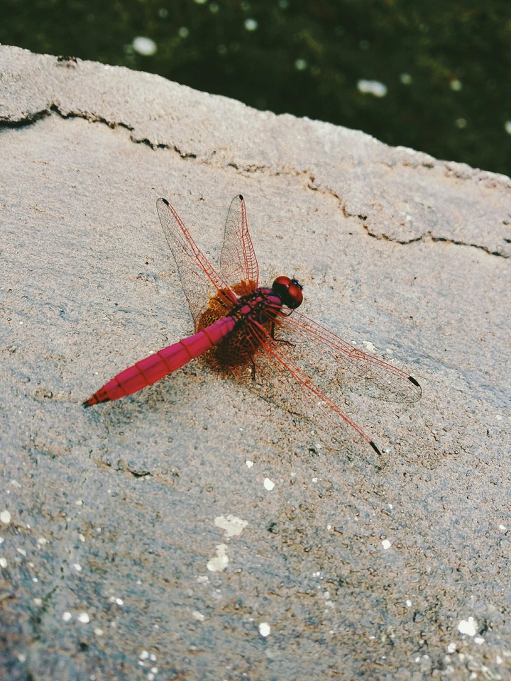 pinky dragon fly
