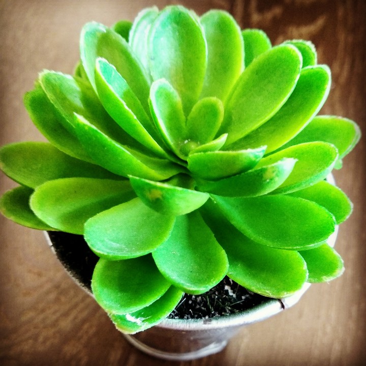 succulent