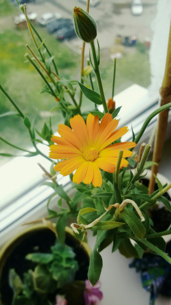 Flower