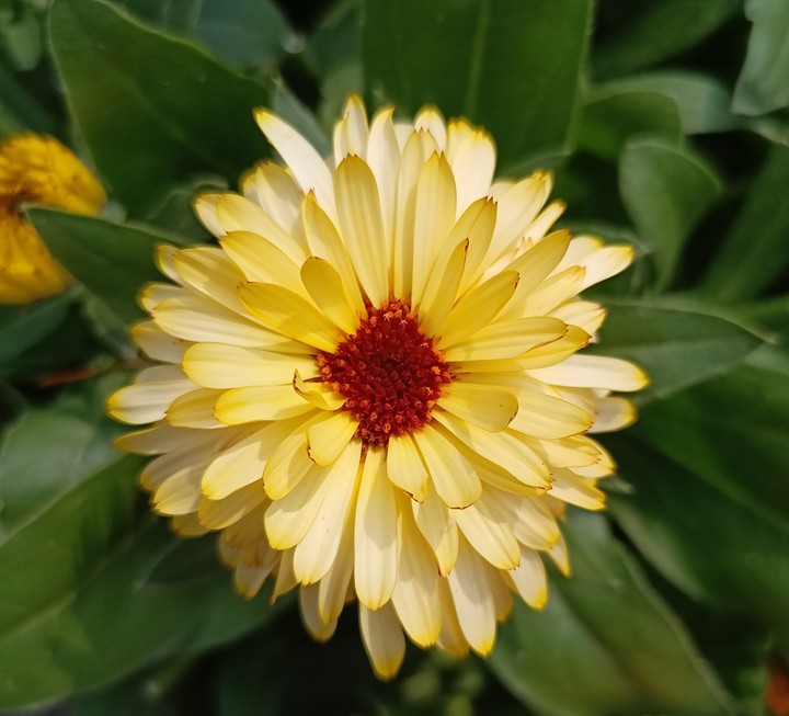 calendula