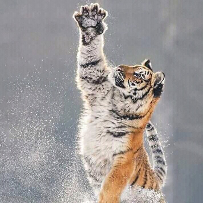 tiger jump