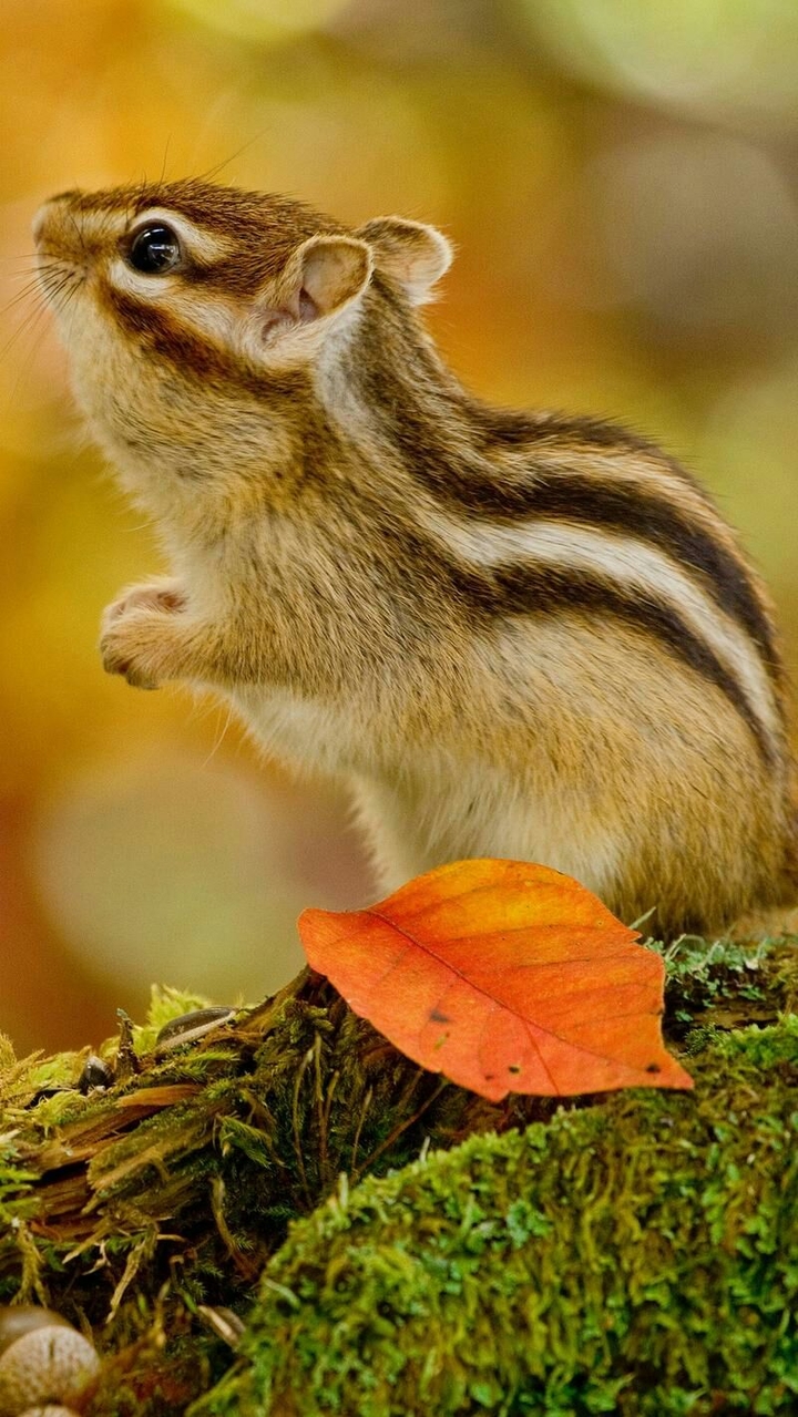 soo sweet